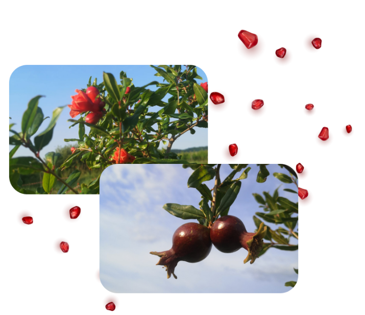 O nas - okusinarave.si